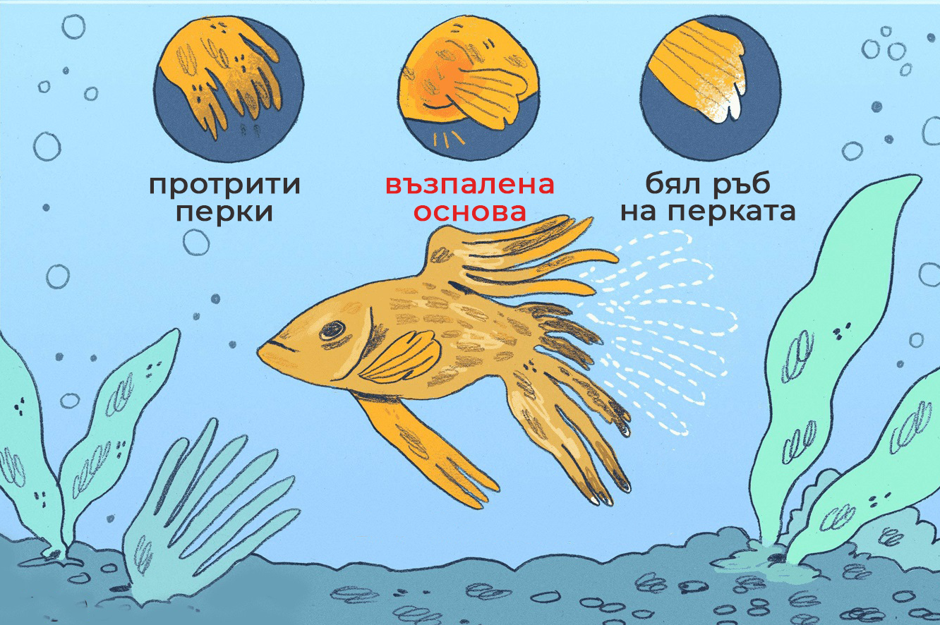 гниене на перките симптоми