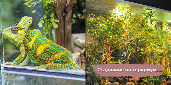 Създаване на терариум