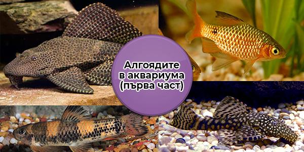 Алгоядите в аквариума (първа част)