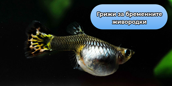 Грижи за бременните живородки