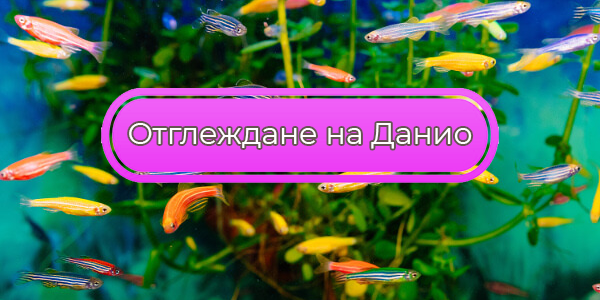 Отглеждане на Данио