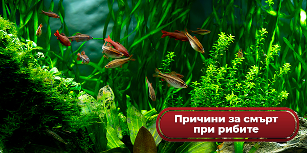 Причини за смърт при рибите