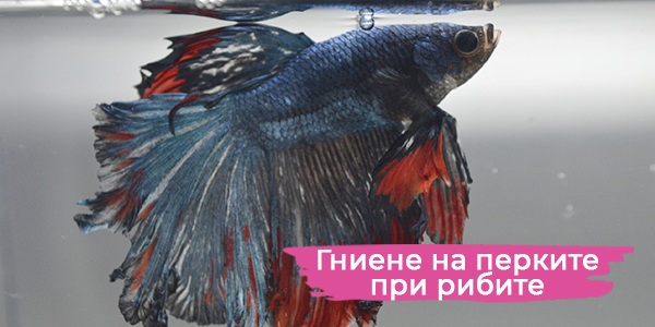 Гниене на перките при рибите