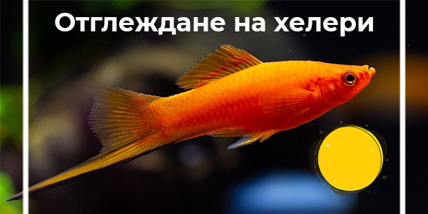 Отглеждане на хелери