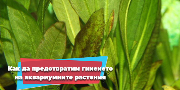 Как да предотвратим гниенето на аквариумните растения-част 2