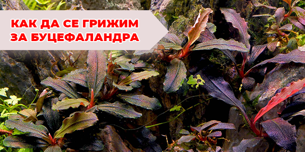 Как да се грижим за Буцефаландра