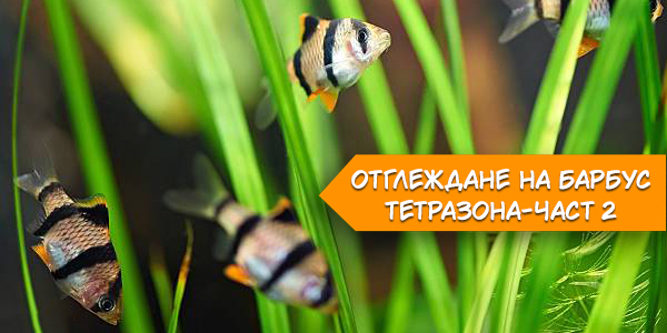 Отглеждане на Барбус тетразона-част 2
