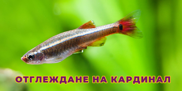 Отглеждане на Кардинал