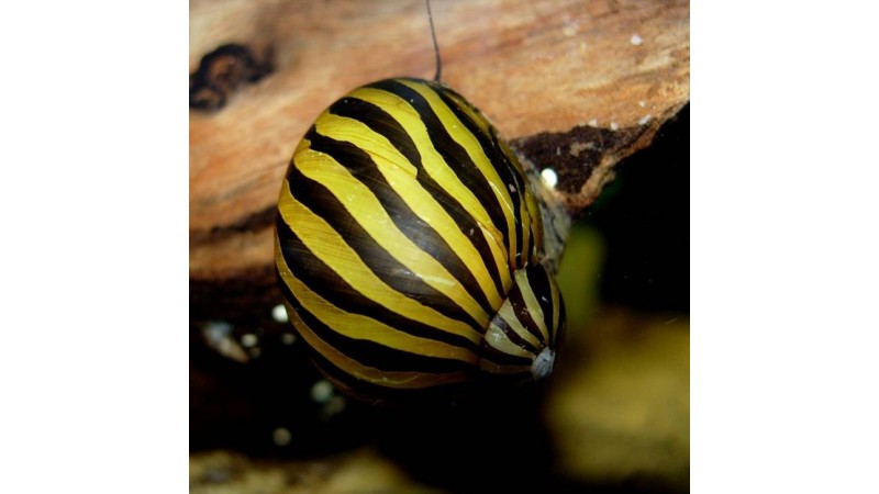 snail neritina
