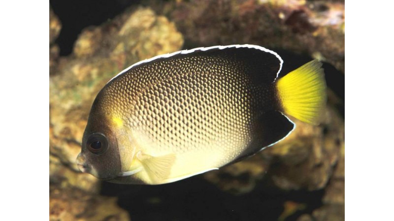 Yellowtail angelfish