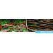 Double-sided aquarium background – Aquatic nature / Stone paths