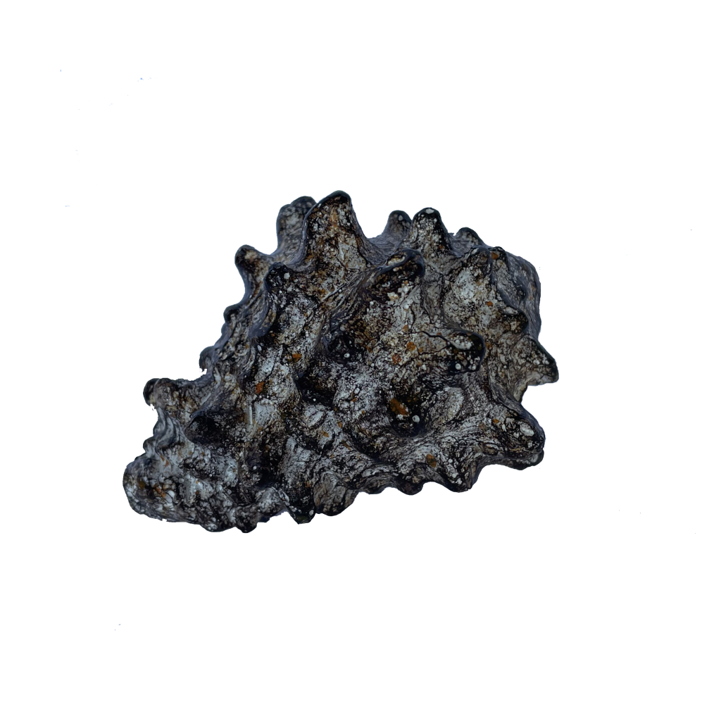 Artificial decoration - Shell