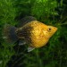 Balloon Molly (Poecilia latipinna) - 5
