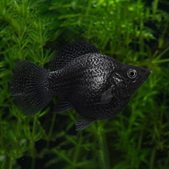 Balloon Molly (Poecilia latipinna) - 3