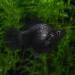 Balloon Molly (Poecilia latipinna) - 3