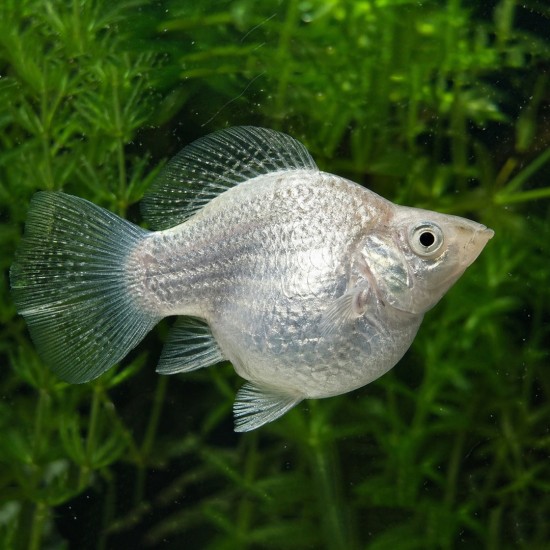 Balloon Molly (Poecilia latipinna) - 1