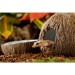 Exo Terra Coconut Hide with Water Dish - 2