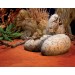 Динозавърско яйце Exo Terra Dinosaur Eggs Fossil Hide Out  - 2