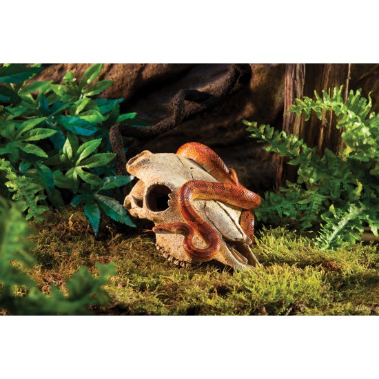 Exo Terra Skull decoration - 2