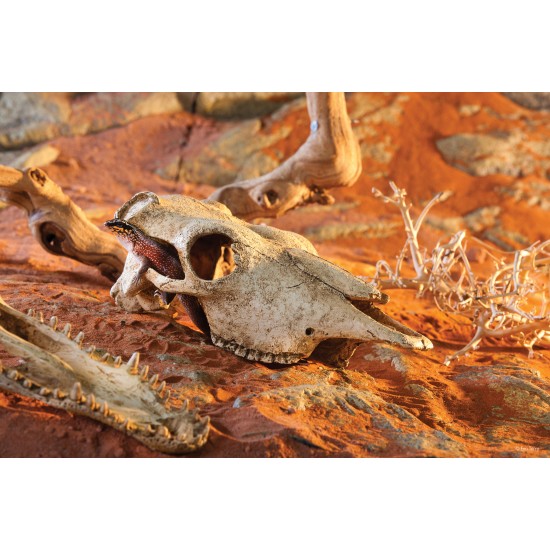 Exo Terra Skull decoration - 3