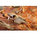 Exo Terra Skull decoration - 3