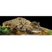 Exo Terra Turtle Bank / Magnetic Floating Island - 3