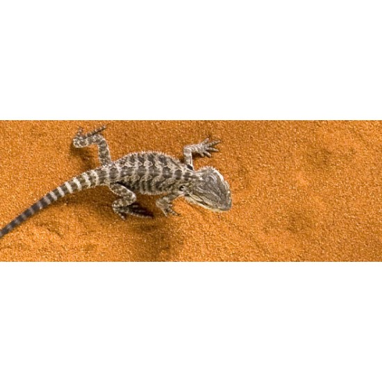 Exo Terra Desert Terrarium Sand - 5