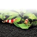 PLANT AND SHRIMP STRATUM - 3