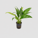 Anubias barteri