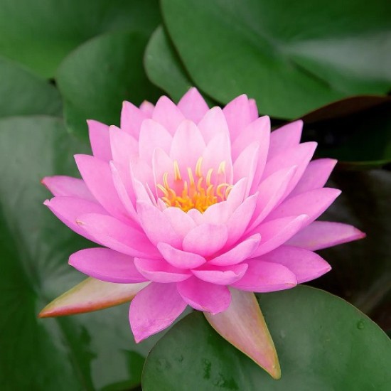Water lily pink (Lawana Nymphaea Natura Coco Fabiola) - 1