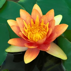 Водна лилия оранжева (Lawana Nymphaea Natura Coco Sioux)