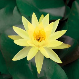 Водна лилия жълта (Lawana Nymphaea Natura Coco Sulphurea)