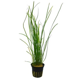 Валиснерия нана (Vallisneria nana)