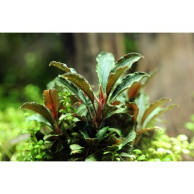 Буцефаландра (Bucephalandra mini red)