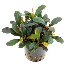 Буцефаландра (Bucephalandra mini red)