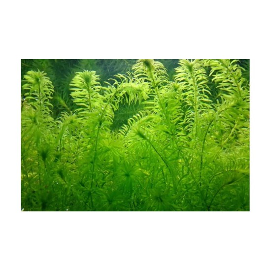 Егерия (Egeria densa ) - 3