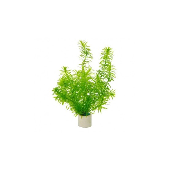 Егерия (Egeria densa ) - 1