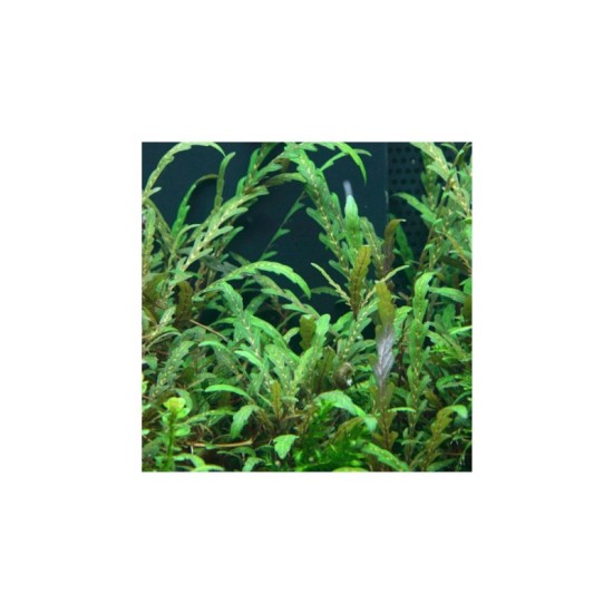 Хигрофила Пинатифида (Hygrophila Pinnatifida) - 2