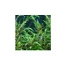 Хигрофила Пинатифида (Hygrophila Pinnatifida) - 2