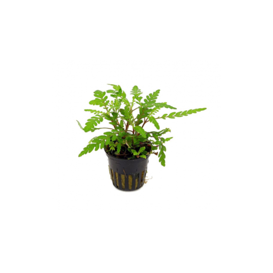 Хигрофила Пинатифида (Hygrophila Pinnatifida) - 1