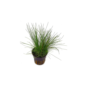 Елеохарис (Eleocharis)