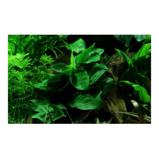 Анубиас (Anubias barteri var. nana) - 3