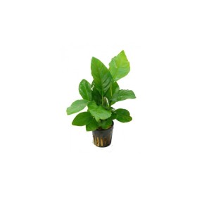 Анубиас (Anubias barteri)