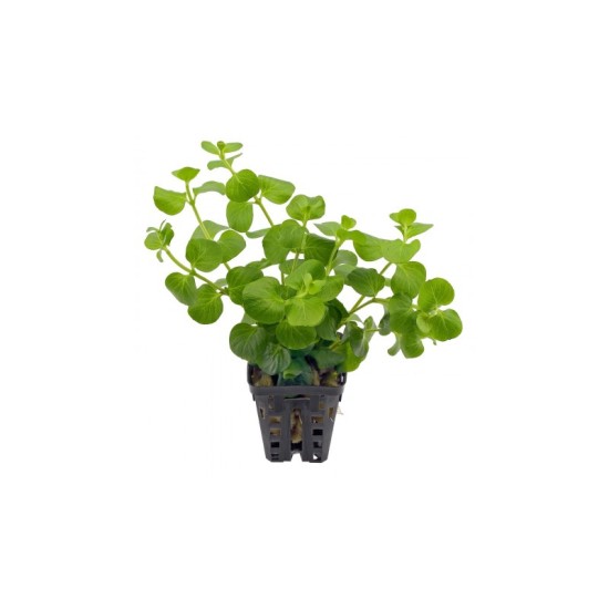 Лизимахия (Lysimachia aurea) - 2