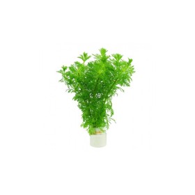 Лимнофила (Limnophila sessiliflora)