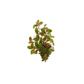 Лудвигия (Ludwigia repens 'Rubin')