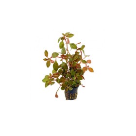 Лудвигия (Ludwigia repens 'Rubin')