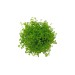 Микрантемум (Micranthemum sp.) - 2