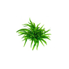Микрозорум (Microsorum pteropus)