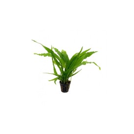 Микрозорум (Microsorum pteropus)